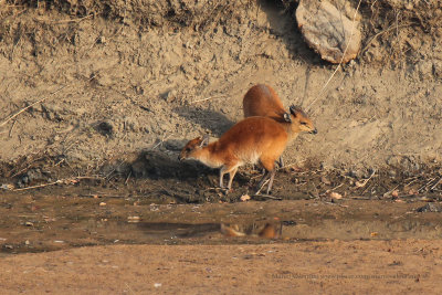 Red-flanked Duiker - Cephalophus rufilatus