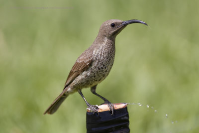 Hunter's Sunbird - Chalcomitra hunteri