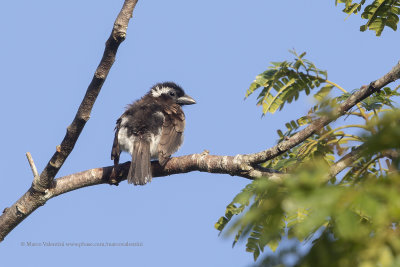 White-eared barbet - Stactolaema leucotis