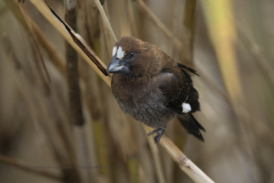 Thick-billed Weaver - Amblyospiza albifrons