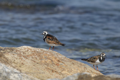 Turnstone - Arenaria interpres