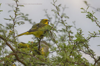 Yellow Cardinal - Gubernatrix cristata