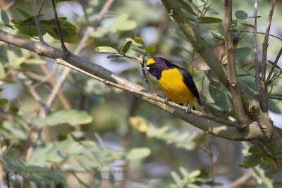 Purple-throated Euphonia - Euphonia chlorotica