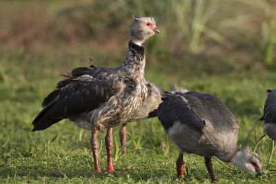 Southern Screamer - Chauna torquata