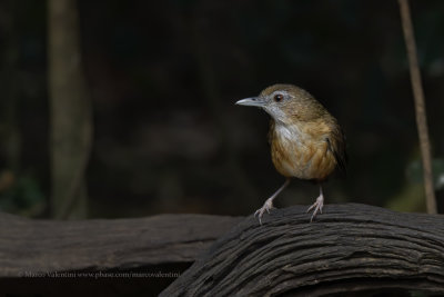 Abbot's babbler - Turdinus abbotti