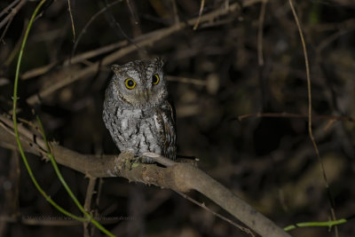 Oriental Scops-owl - Otus sunia