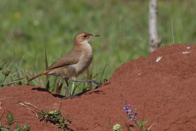 Rufuous hornero - Furnarius rufus