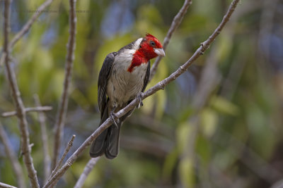 Red-crested cardinal - Paroaria coronata