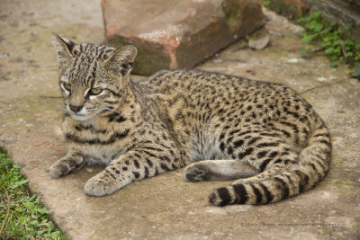 Geoffroy's cat - Leopardus geoffroyi