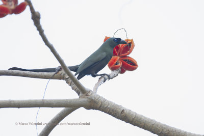 Racket-tailed treepie - Crypsirina temia