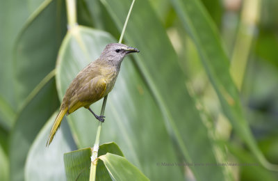 Flavescent bulbul - Pycnonotus flavescens