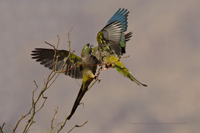 Burrowing parrot - Cyanoliseus patagonus