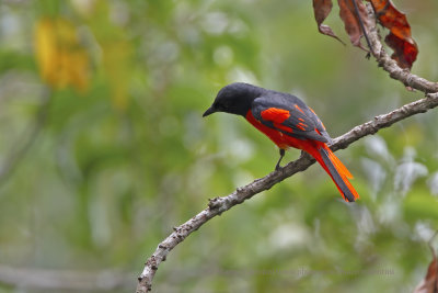 Scarlet Minivet - Pericrocotus speciosus