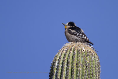 White-fronted Woodpecker - Melanerpes cactorum