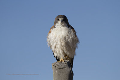 Variable Hawk - Geronaetus polyosoma