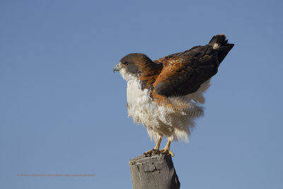 Variable Hawk - Geronaetus polyosoma