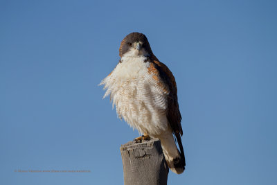 Variable Hawk - Geronaetus polyosoma