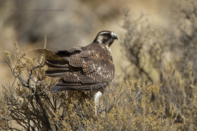 Variable Hawk - Geronaetus polyosoma