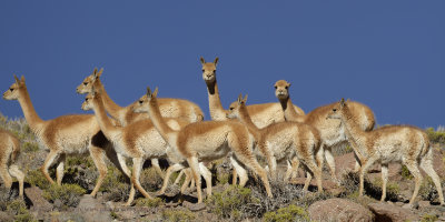 Vicuna - Vicuna vicuna