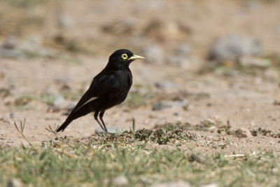 Spectacled Tyrant - Hymenops perspicillatus