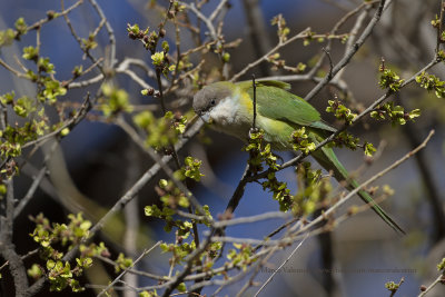 Gray-headed Parakeet - Bolborhynchus aymara