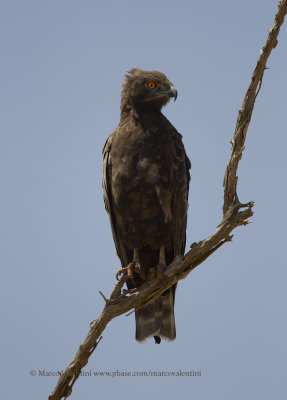Brown Snake-eagle - Circaetus gallicus