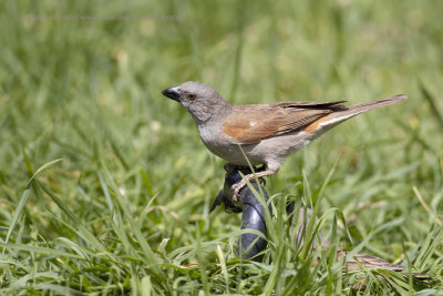 Northern grey-headed sparrow - Passer griseus