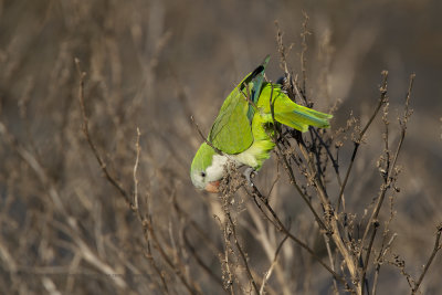 Monk Parakeet - Myopsitta monachus