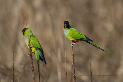 Black-hooded parakeet - Nandayus nenday