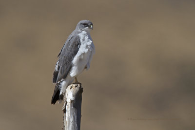 Variable Hawk - Geronaetus polyosoma
