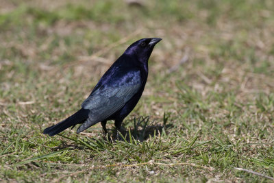 Shiny Cowbird - Molothrus bonariensis