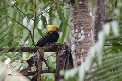 Blond-crested Woddpecker - Celeus flavescens