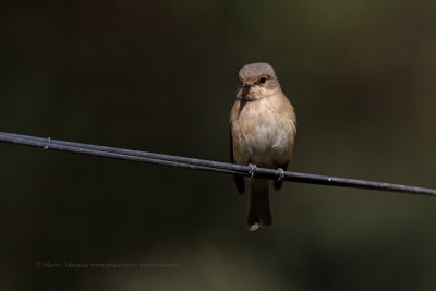 African Dusky Flycatcher - Muscicapa adusta