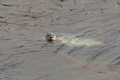 Spotted Seal - Phoca larga