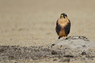 Aplomado falcon - Falco femoralis