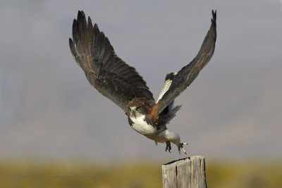 Variable Hawk - Geronaetus polyosoma