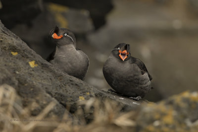 Crested Auklet - Aethia cristatella