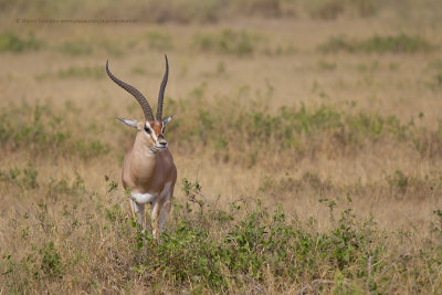 Nanger granti - Southern Grant gazelle