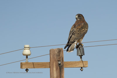 Variable Hawk - Geronaetus polyosoma