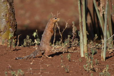 Ochre Bush-squirrel - Paraxerus ochraceus