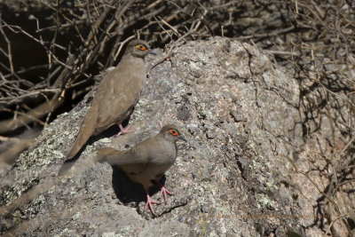 Bare-eyed Ground-dove - Metriopelia morenoi