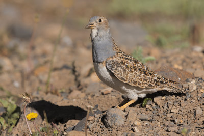 Grey-breasted Seedsnipe - Thinocorus orbignyianus