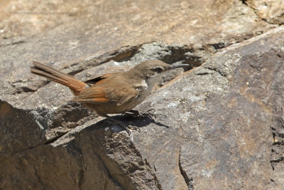 Crag Chilia - Chilia melanura