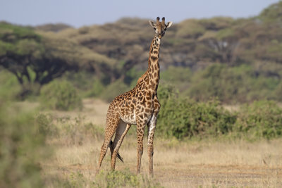 Masai Giraffe - Giraffa camelopardalis tippelskirchi