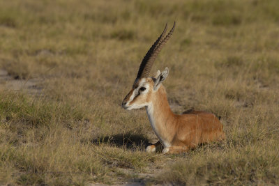Eastern Thomson Gazelle - Eudorcas thomsoni
