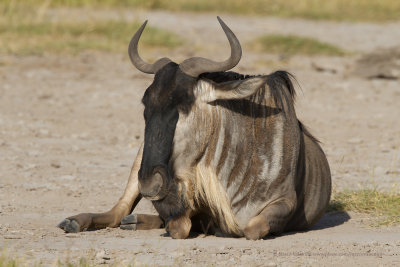 Eastern White-bearded Wildbeest - Connoachetes albojubatus