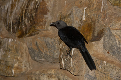 Red-winged Starling - Onychognathus morio