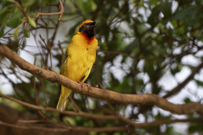 Speke's Weaver - Ploceus spekei