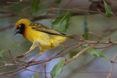 Speke's Weaver - Ploceus spekei