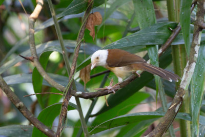 Collared Babbler - Gampsorhynchus torquatus